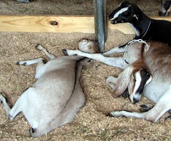 Sleeping goats
