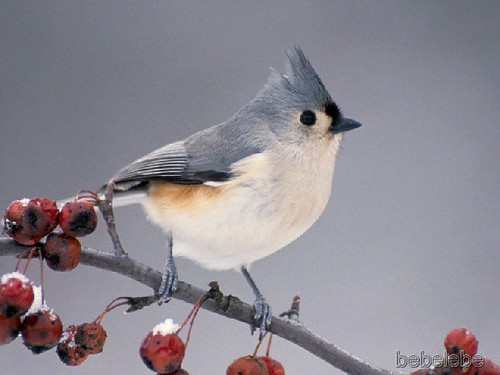 Tufted Titmouse on Cranberry Branch, Michigan