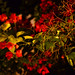 Ibiza - Red Thorny Flowers