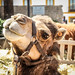 Ibiza - La mirada del camello
