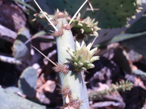 Cactus in Bud