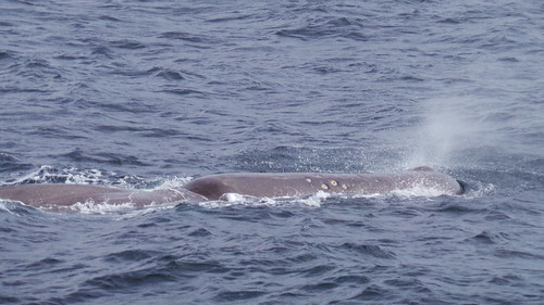 2013-0721 800 Andenes tweede duik walvis 37