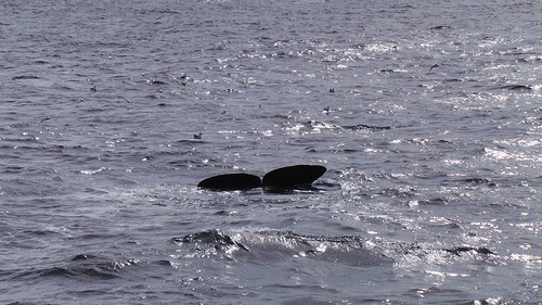 2013-0721 816 Andenes tweede duik walvis 37