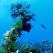 Ibiza - Ibiza underwater
