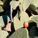Formentera - Cactus fruit
