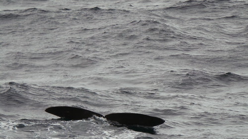 2013-0721 795 Andenes walvis 37 eerste duik