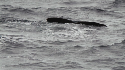2013-0721 796 Andenes walvis 37 eerste duik