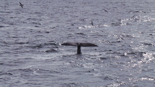 2013-0721 805 Andenes tweede duik walvis 37