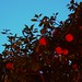 Ibiza - Orangery at Night