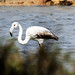 Ibiza - Flamenco - Flamingo