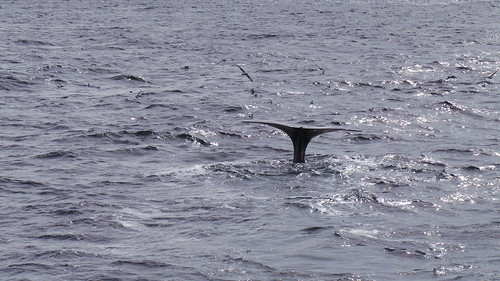 2013-0721 808 Andenes tweede duik walvis 37