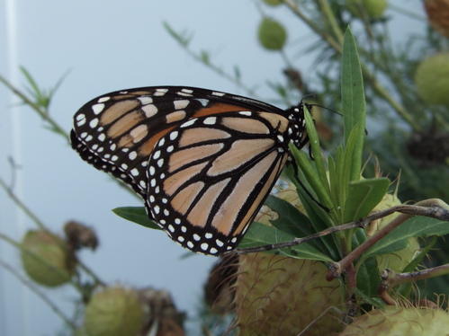 monarch butterfly back wing