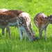 deer family