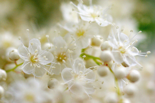 ななかまどの白い花