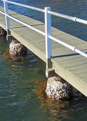 Rock oysters at the Rawson Road jetty Woy Woy