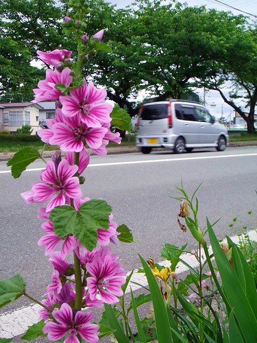 flower along the sidewalk