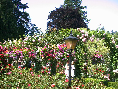 Rose Garden＠Butchart Gardens