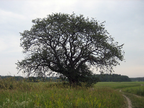 That Old Tree (July 8th)