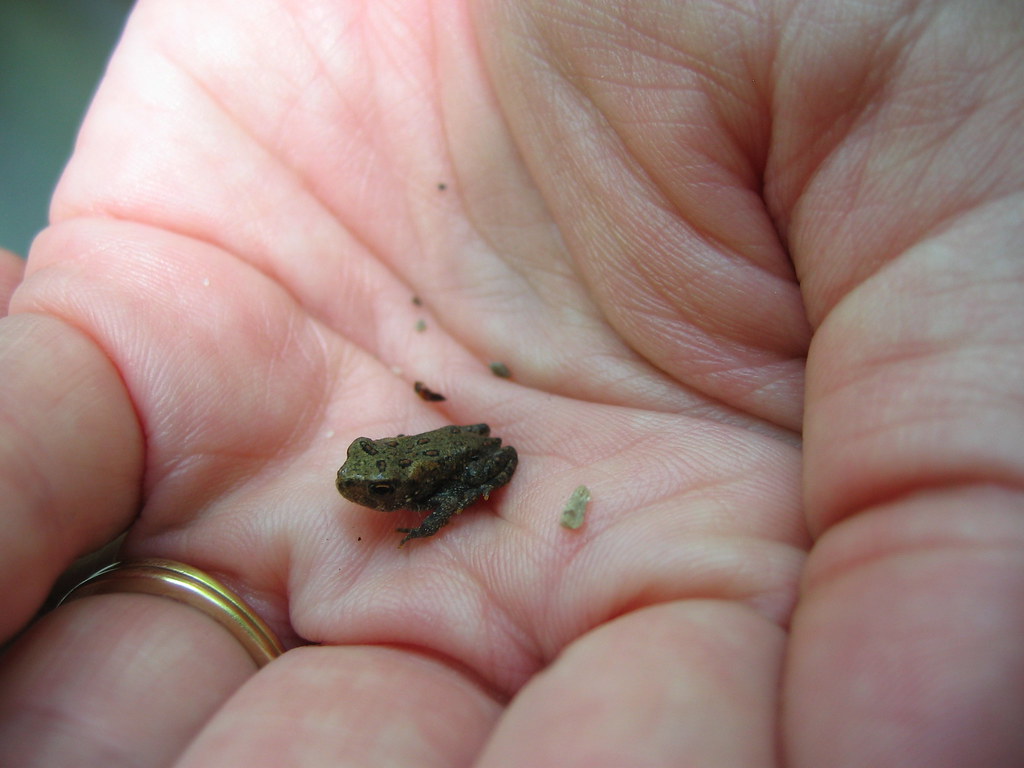 Tiny toad