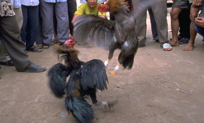 cock1 fight