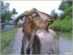 An Unknown Bakra