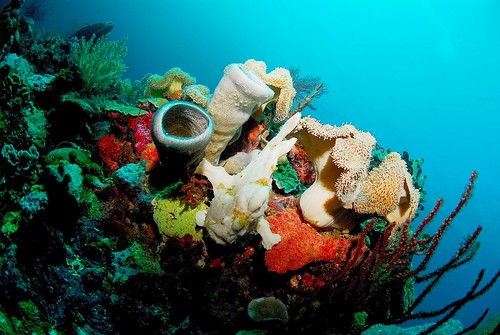 Where is the frogfish??