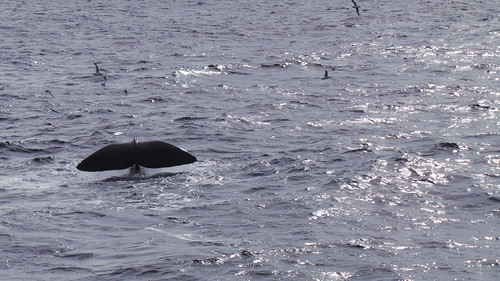 2013-0721 803 Andenes tweede duik walvis 37