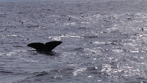 2013-0721 813 Andenes tweede duik walvis 37