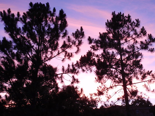 Pines Against a Dusky Sky