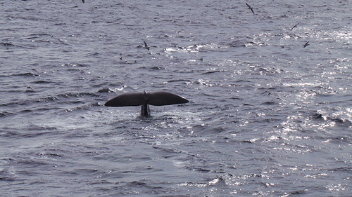 2013-0721 804 Andenes tweede duik walvis 37