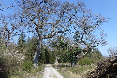 Gamle egetræer i Dyrehaven i Vemmetofte