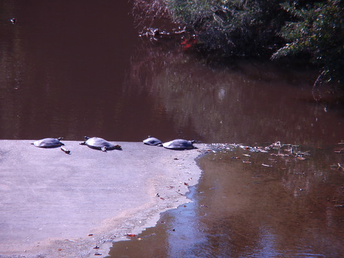 Turtles at Wolf Pen Creek