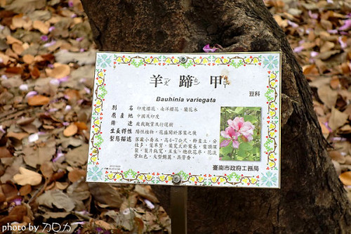 06_台南公園羊蹄甲