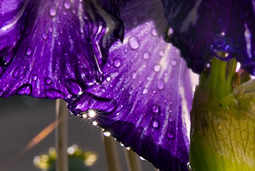 Sunshine beneath the Batik Iris