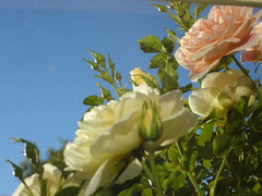 Roses through glass - from Flickr
