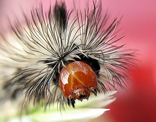 Caterpillar - Up Close And Personal