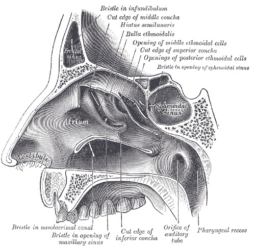Nasal cavity - Grays Anatomy