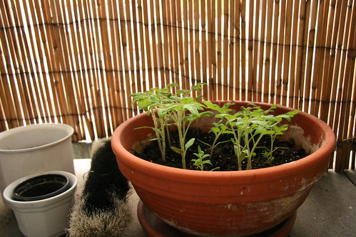My tomato forest :D