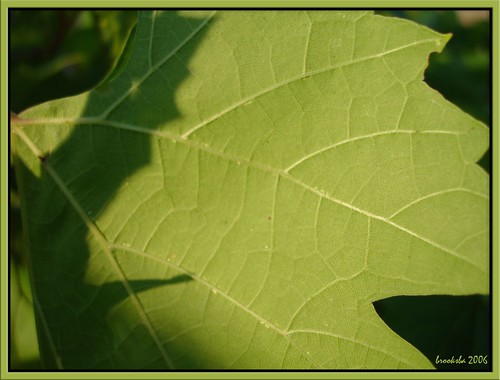 shadow on a grape leaf
