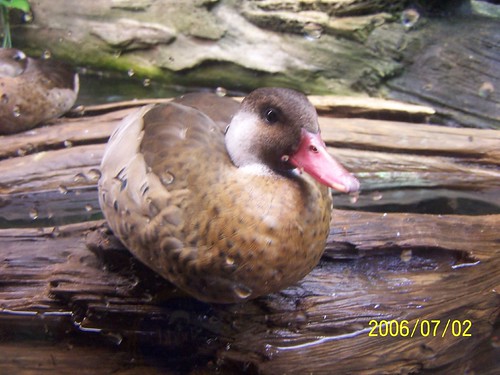 Duck at Shedd Aquarium