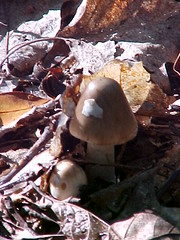 mushroom (july)