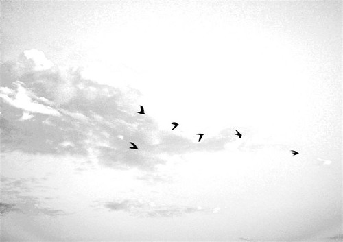white sky with birds