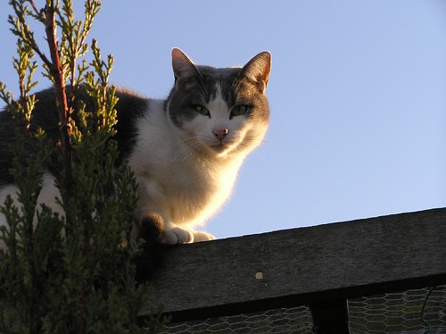 Cat On A Cold Tin Roof
