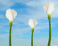 Calla Lilies and Clouds