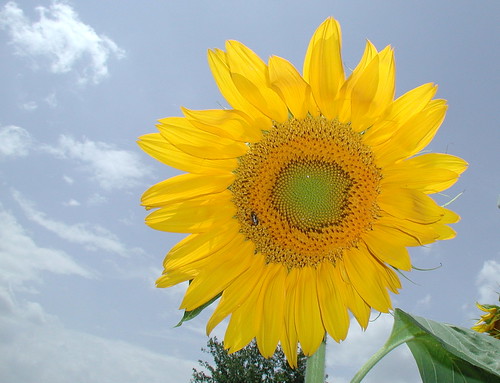 sunflowers3