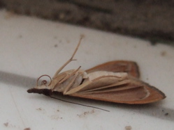 moth side