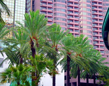 nola-palm-trees