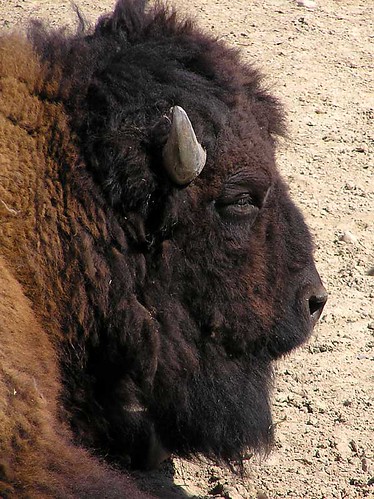 2005-buffalo