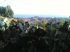Chumberas en Marbella