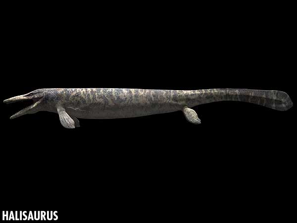 halisaurus
